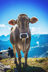 Curious alpine cow looking at the camera