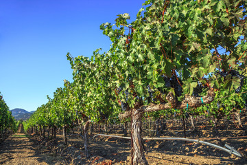 Fototapeta na wymiar Rows of Vineyards in Napa Valley, San Francisco Bay Area in northern California. Napa Valley is the main wine growing region of the United States and one of the major wine regions of the world.