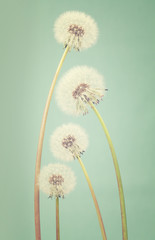 Four dandelions ranging in size