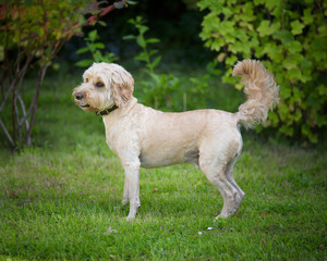 Cockapoo dog