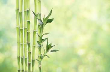 Lucky Bamboo on natural background
