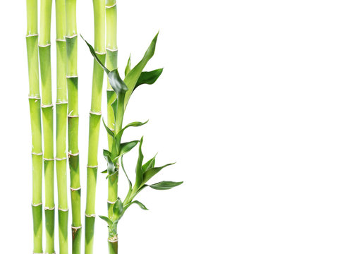 Lucky Bamboo on white background © epitavi