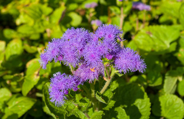 Beautiful bluish violet Ageratum