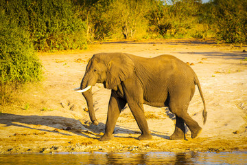 Bull Elephant Walking Along River