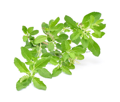Blossoming basil on a white background