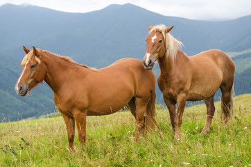 Naklejka na ściany i meble Two horses standing in the field and mountains and look forward. Wild horses in the Carpathians, Ukraine Carpathian landscape