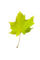 autumn leaves, photographed in the studio on a white background
