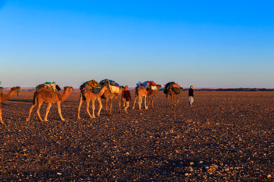 caravan in the desert