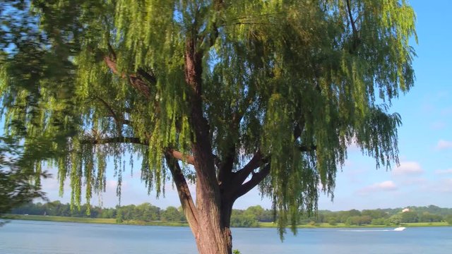 Stock video of a weeping willow tree on the Potomac River
