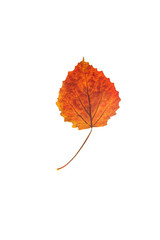 autumn leaves, photographed in the studio on a white background
