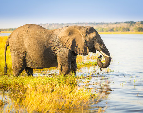 Fototapeta Chobe National Park Elephant