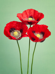 Beautiful red poppy flowers on a green background