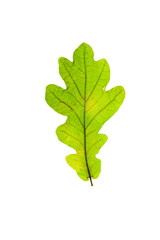 autumn leaves, photographed in the studio on a white background
