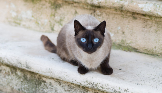 siamois chat