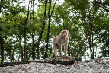Obraz na płótnie Canvas monkey sits on the stone and eats