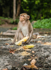 monkey sits on the stone and eats