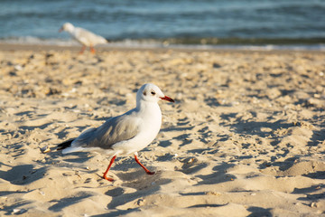 Beach walking seagull