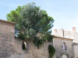 Arbre au dessus d'un mur de pierre