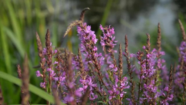 fireweed blooms in July on the River 