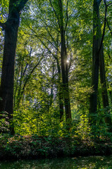 Fototapeta na wymiar Sonniger Sommertag im Wald