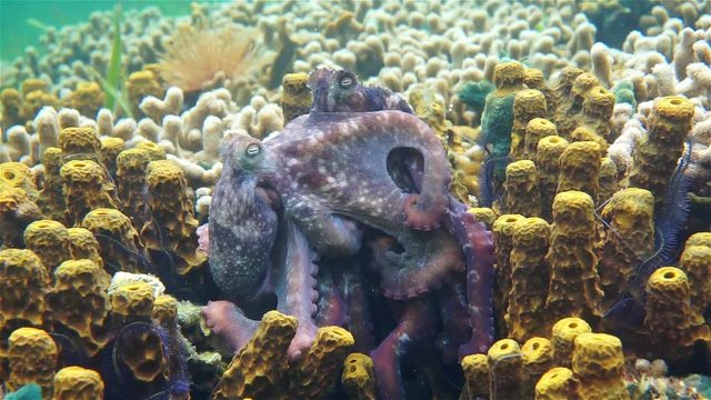 Underwater marine life, couple of Caribbean reef octopus mating, close up video, Panama
