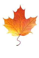 autumn leaves, photographed in the studio on a white background
