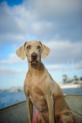Weimaraner dog in boat with blue sky