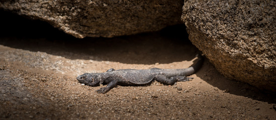 Chuckwalla Lizard Alabama Hills