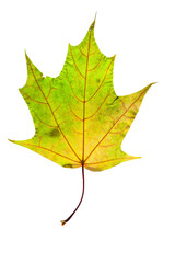 autumn leaves, photographed in the studio on a white background
