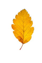 autumn leaves, photographed in the studio on a white background
