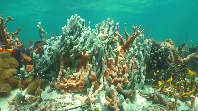 Colorful sea sponges underwater on a shallow seabed, mostly lumpy overgrowing sponge and lavender rope sponge, Caribbean sea
