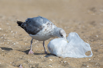 Möwe untersucht Plastiktüte am Strand © Bittner KAUFBILD.de
