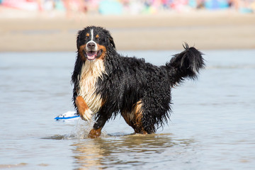 Spielender Hund am Strand