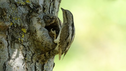 Obraz premium wryneck