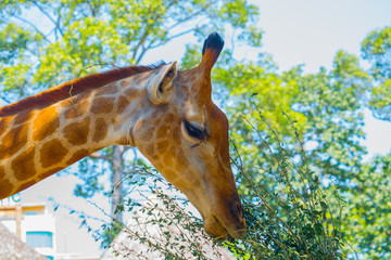 Giraffe in the oldest zoo of Vietnam. Ho Chi Minh.