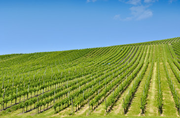 Fototapeta na wymiar verdant vineyard landscape against blue sky