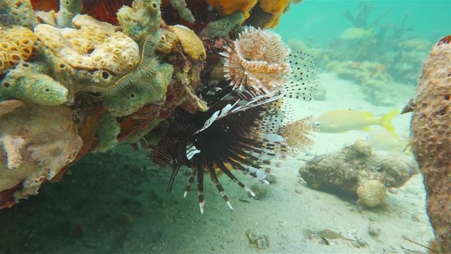 Red lionfish, Pterois volitans, invasive fish in the Caribbean sea, Panama, Central America
