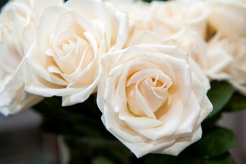 
White Rose
