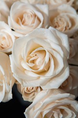 
White Rose
