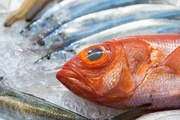 Fresh Japanese Red sea-bream on ice (Kinki fish)
