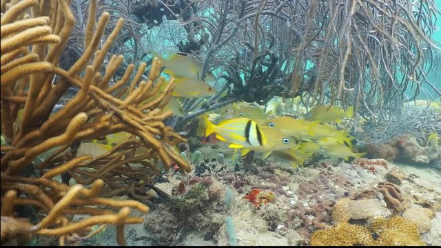 Underwater scene in the Caribbean sea, a shoal of snapper and grunt fish swimming under gorgonian soft coral
