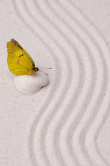 Fototapeta na wymiar A yellow vivid butterfly on a white sea shell on zen garden