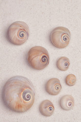 Fototapeta na wymiar Sea shells on a white sand