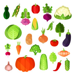 Vegetable summer harvest, vegan food collection. Potato and napa cabbage, capsicum annuum or bell and red pepper, cauliflower and cucumber, corn and pumpkin, eggplant and radish, onion and patty pan