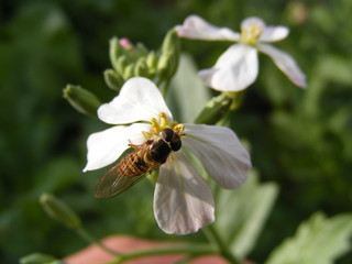 bee and flower-arı ve çiçek