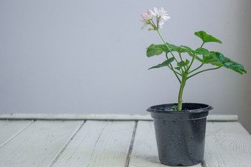 White pelargonium flower, geranium, known as storksbills, home plant