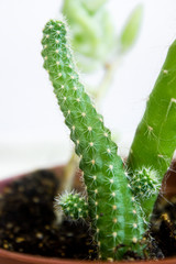 Succulent in flower pot, on grey background