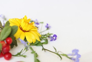 Calendula with Cowberry. Marigold flower with blue flowers and cowberry isolated on white