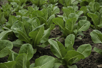 Small green salad seedlings in the vegetable garden