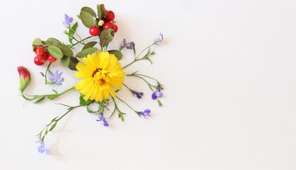 Calendula with Cowberry. Marigold flower with blue flowers and cowberry isolated on white